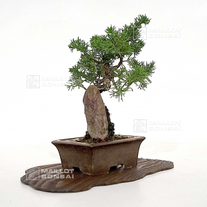 vendu-juniperus-chinensis-itoigawa-03110224