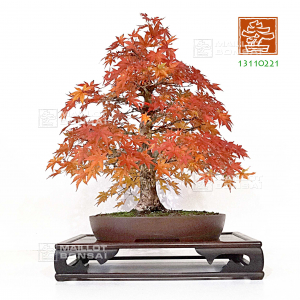 vendu-acer-palmatum-ref-13110221