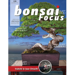 BONSAI FOCUS N° 126