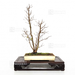 vendu-stewartia-monadelpha-ref-24110221