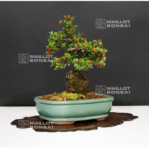 cotoneaster-microphylla-ref-180301612