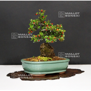 vendu-cotoneaster-microphylla-ref-180301612