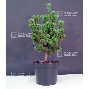Pinus parviflora ssp. pentaphylla hagoromo pot 7.5
