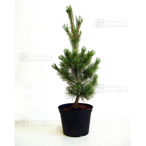 pinus-pentaphylla-glauca