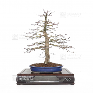 vendu-acer-palmatum-ref-19120222