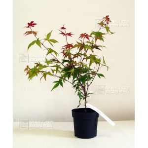 Acer palmatum DESHOJO de bouture 3l