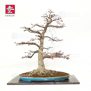 vendu-acer-palmatum-deshojo-ref-10030231