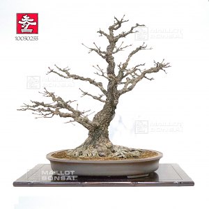 vendu-acer-palmatum-arakawa-ref-10030233