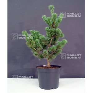 Pinus parviflora var. negishi 4 litres