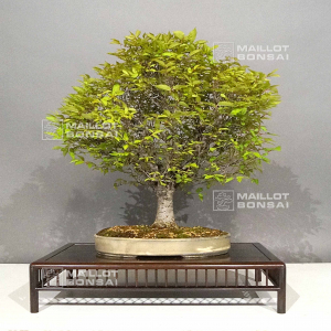 vendu-zelkova-orme-de-siberie-5050231