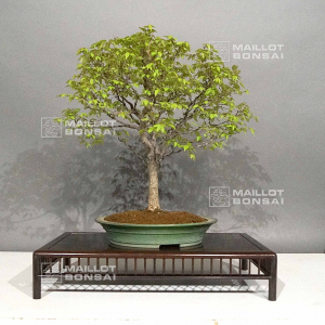 vendu-zelkova-serrata-ref-05050232