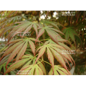 acer-palmatum-bronze-age