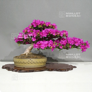 rhododendron-hoshi-no-kagayaki-ref-2060234
