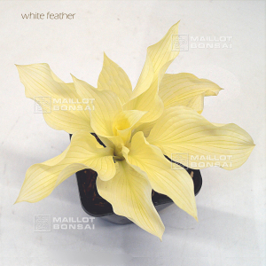 hosta-white-feather