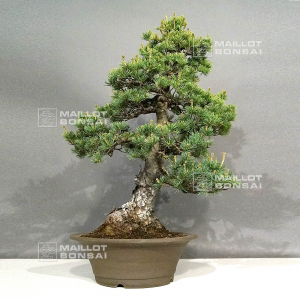 pinus-pentaphylla-zuisho-ref-01060231