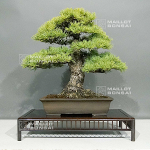 vendu-pinus-pentaphylla-ref-02060237