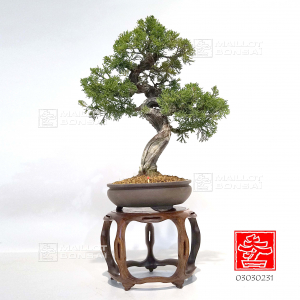 vendu-juniperus-chinensis-itoigawa-ref-03030231