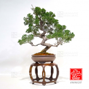 juniperus-chinensis-itoigawa-ref-03030237