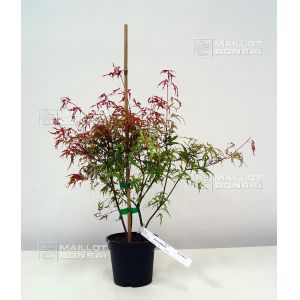 acer-palmatum-beni-komachi