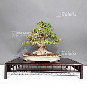 acer buergerianum 16080231