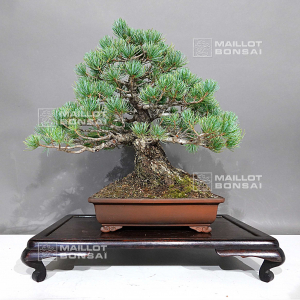 pinus-pentaphylla-ref-22080234