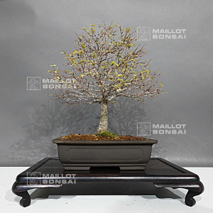 acer-palmatum-kashima-ref-22080232