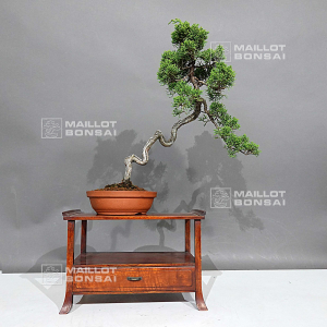 vendu-juniperus-chinensis-itoigawa-ref-30080234