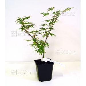 acer-palmatum-emerald-lace-en-godet