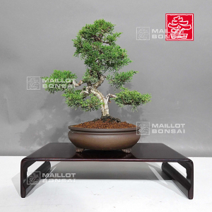 vendu-juniperus-chinensis-itoigawa-ref-08090231