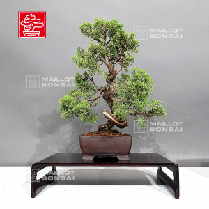 juniperus-chinensis-itoigawa-08090238