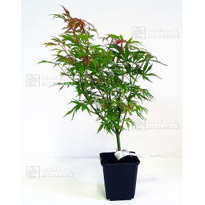 acer-palmatum-jerry-schwartz-in-plastic-pot