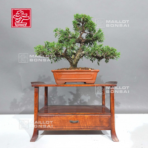 vendu-juniperus-chinensis-itoigawa-ref-080902310