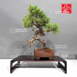 vendu-juniperus-chinensis-itoigawa-080902313