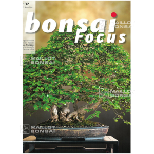 BONSAI FOCUS N° 132