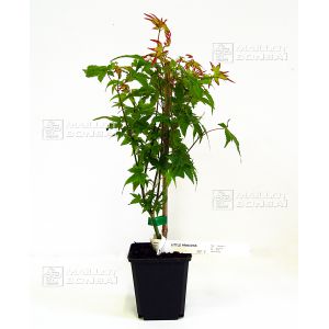 acer-palmatum-little-princess