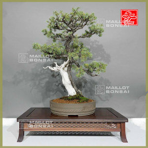 vendu-juniperus-rigida-07011237