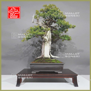 vendu-taxus-cuspidata-du-japon-ref-07011235