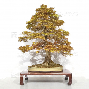 vendu-acer-palmatum-katsura-08100221