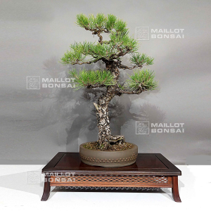 pinus-thunbergii-ref-1711233