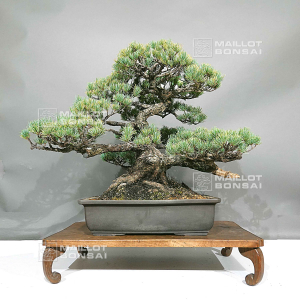 pt-pinus-pentaphylla-du-japon-1711236