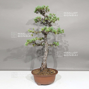pinus-pentaphylla-0112232