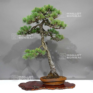 vendu-pinus-pentaphylla-ref-0112233