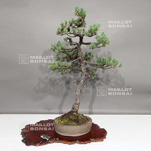 VENDU Pinus pentaphylla 0112234