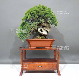 vendu-juniperus-chinensis-itoigawa-ref-05110242