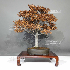 vendu-fagus-crenata-ref-05110243