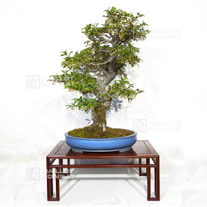 eleagnus pungens 15040221