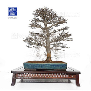 acer-buergerianum-ref-21020253