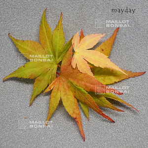mayday