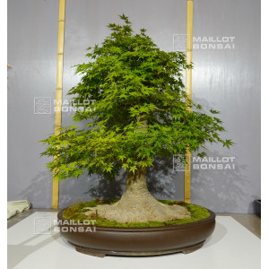 acer-palmatum-150525