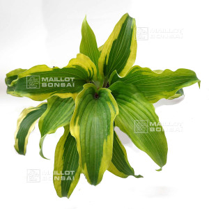 hosta-monkey-business